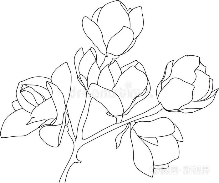 草图开花木兰,黑的向白色的背景