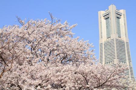 横滨陆标塔和樱桃花