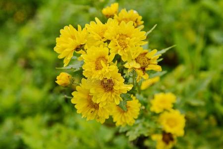 黄色的菊花装饰的 花菊花花英语字母表的第2个字母照片 正版商用图片2v94z6 摄图新视界 黄色的菊花装饰的 花菊花花英语字母表的第2个字母照片 正版商用图片2v94z6 摄图新视界