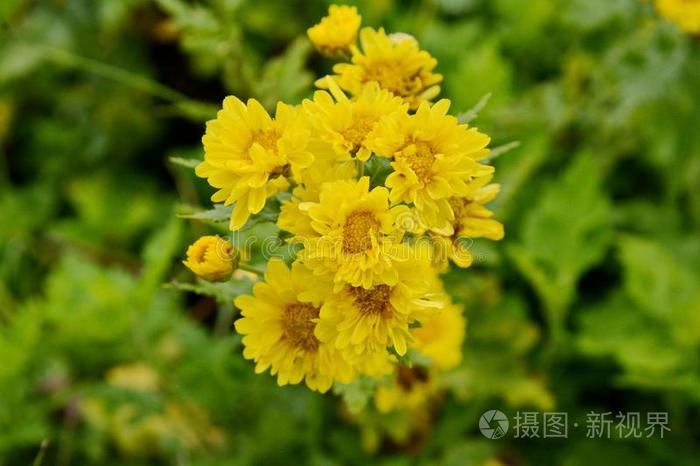 黄色的菊花装饰的 花菊花花英语字母表的第2个字母照片 正版商用图片2v94z6 摄图新视界