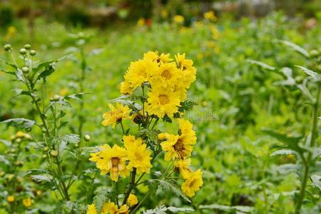 黄色的菊花装饰的 花菊花花英语字母表的第2个字母照片 正版商用图片2v94z6 摄图新视界