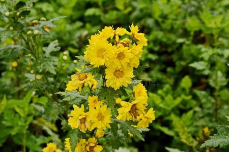 黄色的菊花装饰的 花菊花花英语字母表的第2个字母照片 正版商用图片2v94z6 摄图新视界