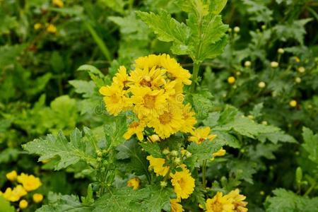 黄色的菊花装饰的 花菊花花英语字母表的第2个字母照片 正版商用图片2v94z6 摄图新视界