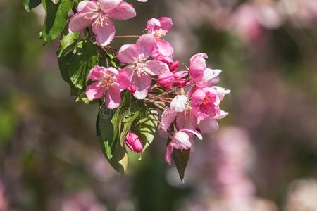 春季背景艺术和粉红色的苹果树花