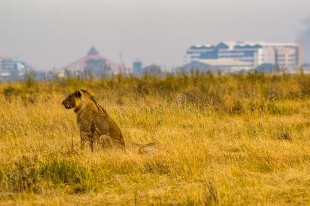年幼的狮子和狮子esses采用指已提到的人无树大草原关于奈洛比公园
