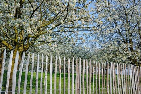 老的木制的栅栏保护樱桃树果园