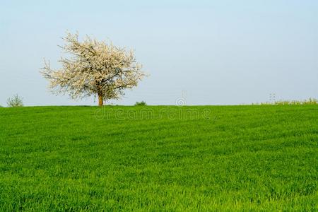 春季田全景画风景和新鲜的绿色的草和衬衫