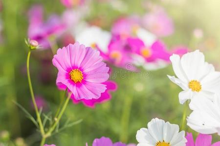 美丽的宇宙花采用花园和阳光