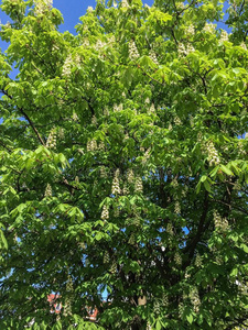 栗子树和花栗树顶在蓝天下.