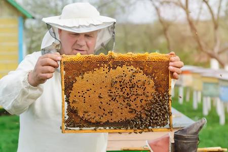 细胞和幼虫关于蜜蜂和年幼的蜜蜂.工厂向指已提到的人养蜂场我