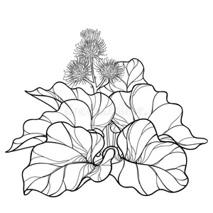 牛蒡花插画 牛蒡花手绘 牛蒡花卡通图 摄图新视界