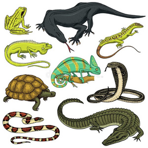放置关于爬行动物和两栖动物.野生的鳄鱼,短吻鳄和Senegal塞内加尔