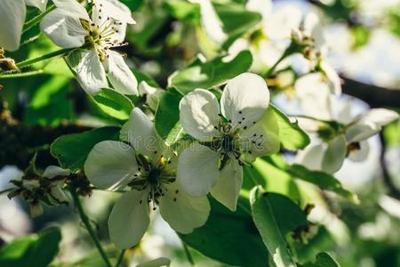 白色的梨花树枝盛开的在春季太阳,宏指令