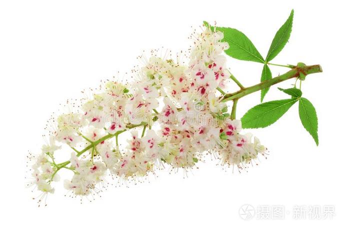 栗子花或七叶树属马栗 七叶树果实树和人名照片 正版商用图片2va40q 摄图新视界