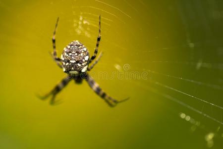 宏指令关在上面关于热带的蛛形纲动物蜘蛛采用指已提到的人野生的蜘蛛