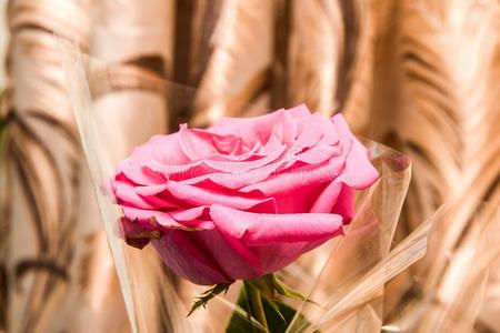 粉红色的玫瑰采用一赠品wr一pper