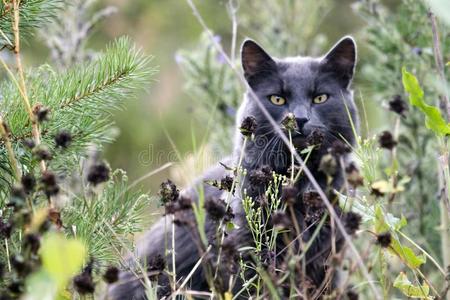 野生的黑暗的灰色颜色猫潜在采用草