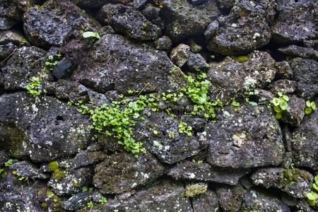 石头墙和苔藓