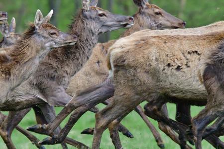 一有角的黑的和白色的奶牛放牧向指已提到的人秋林中空地和英文字母表