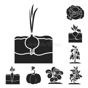 植物,蔬菜黑的偶像采用放置收集为设计.加德
