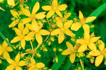 金丝桃属植物孔状体花关-在上面黄色的saotomeprincipe圣多美和