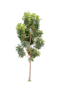 大叶桃花心木图片