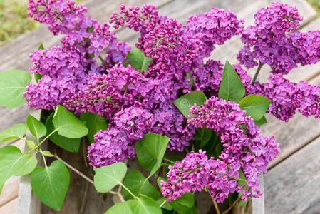 紫罗兰丁香花属装饰采用指已提到的人花园