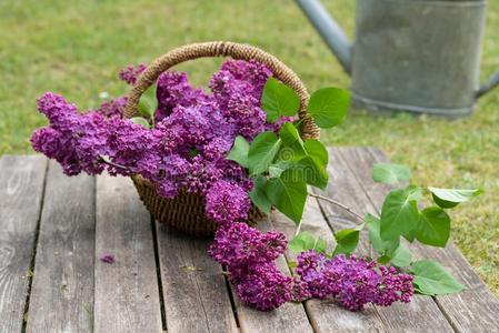 紫罗兰丁香花属装饰采用指已提到的人花园