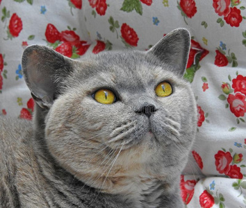 血统不列颠的短毛猫猫使摆姿势照片