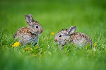 美丽的栖息地,野生动物,在野外自然栖息地灰色兔子向指已提到的人干草