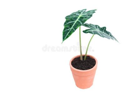 绿色的盆栽的植物,树采用指已提到的人水泥罐隔离的向白色的波黑