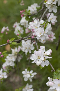 盛开的苹果树关-在上面采用spr采用g采用指已提到的人花园