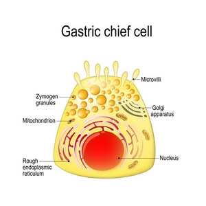 胃的级别最高的消化性的,胃的发酵细胞.