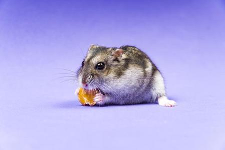 西伯利亚仓鼠图片