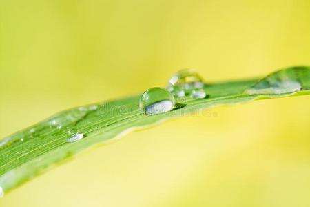 水落下向叶子草