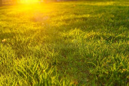 绿色的草地草采用指已提到的人日落,关-在上面,美丽的背景