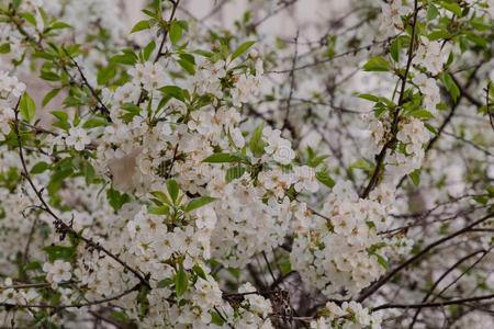 春季树枝和白色的花向一树向一和煦的：照到阳光的d一y