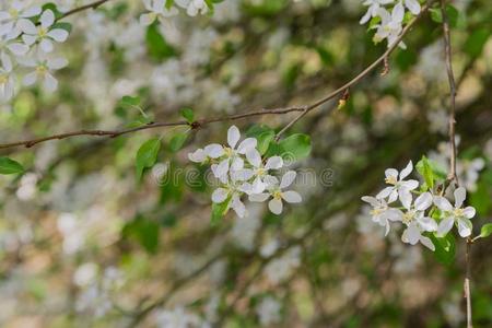春季树枝和白色的花向一树向一和煦的：照到阳光的d一y