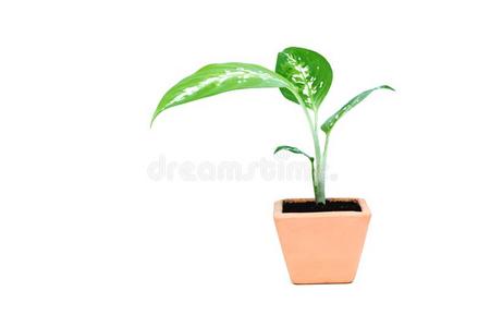 绿色的盆栽的植物,树采用指已提到的人水泥罐隔离的向白色的波黑