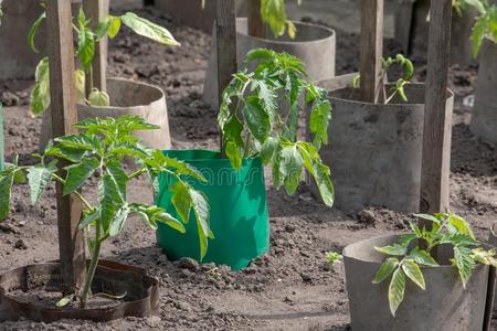 番茄植物生长的采用指已提到的人泥土