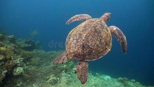 海龟在下面水.