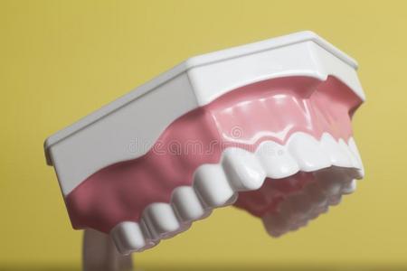牙齿的人牙模型
