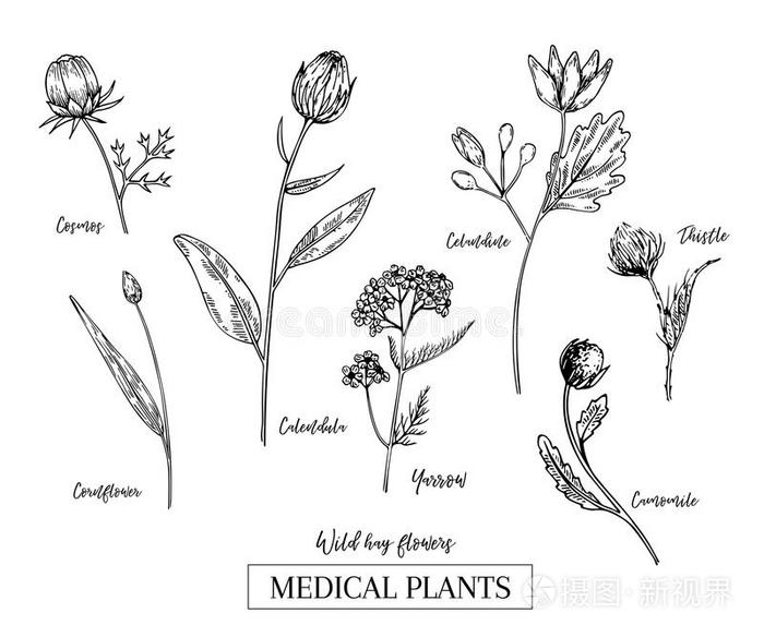 手疲惫的野生的干草花.医学的草本植物和植物.金盏花属植物,