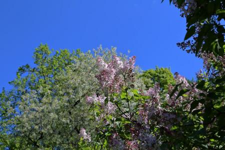 春季丁香花属开花