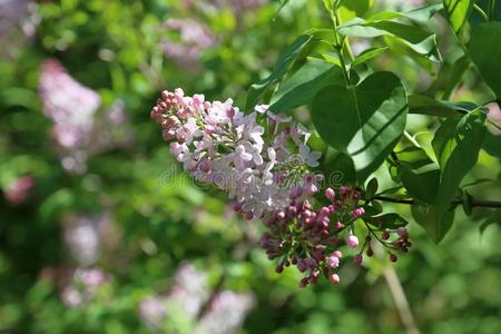 春季丁香花属开花