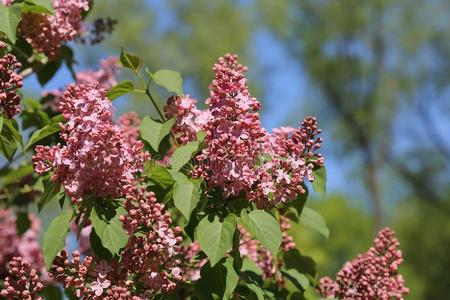 春季丁香花属开花