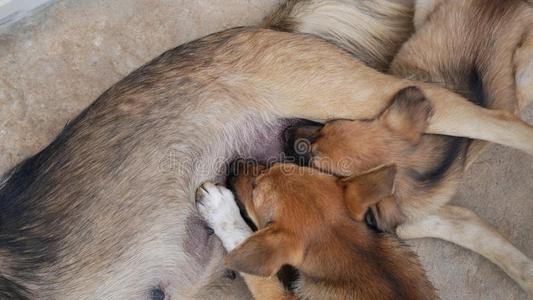 小狗吃人奶大图片