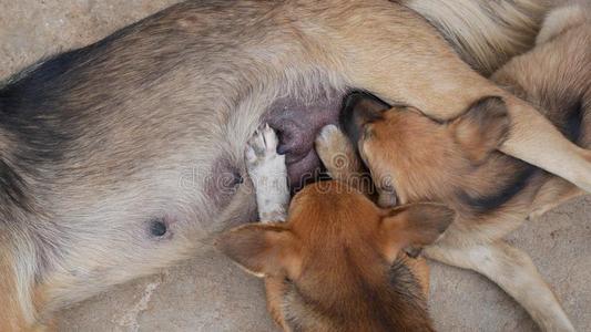 小狗吸奶的向小犬乳房.照片