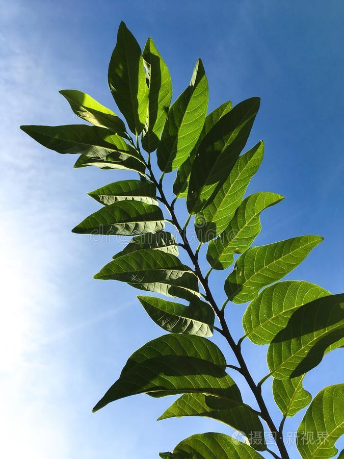 新鲜的绿色的番荔枝属鳞部树叶采用自然花园