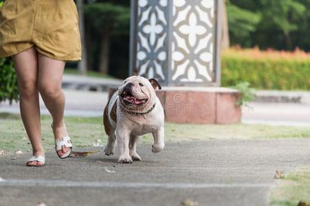 变模糊运动关于英语斗牛犬跑步向指已提到的人大街和一wickets三柱门